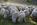 sheep, www.haydryers.com