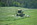forage, bales, alfalfa, growers, hay, www.haydryers.com