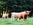 beef, cattle, hay, forage, bales, www.haydryers.com