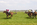 equestrian, race horses, www.haydryers.com